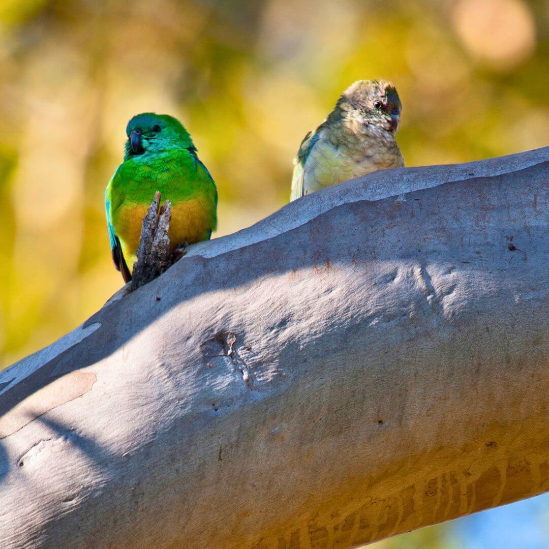 Image Sydney Olympic Parks Water Bird Refuge