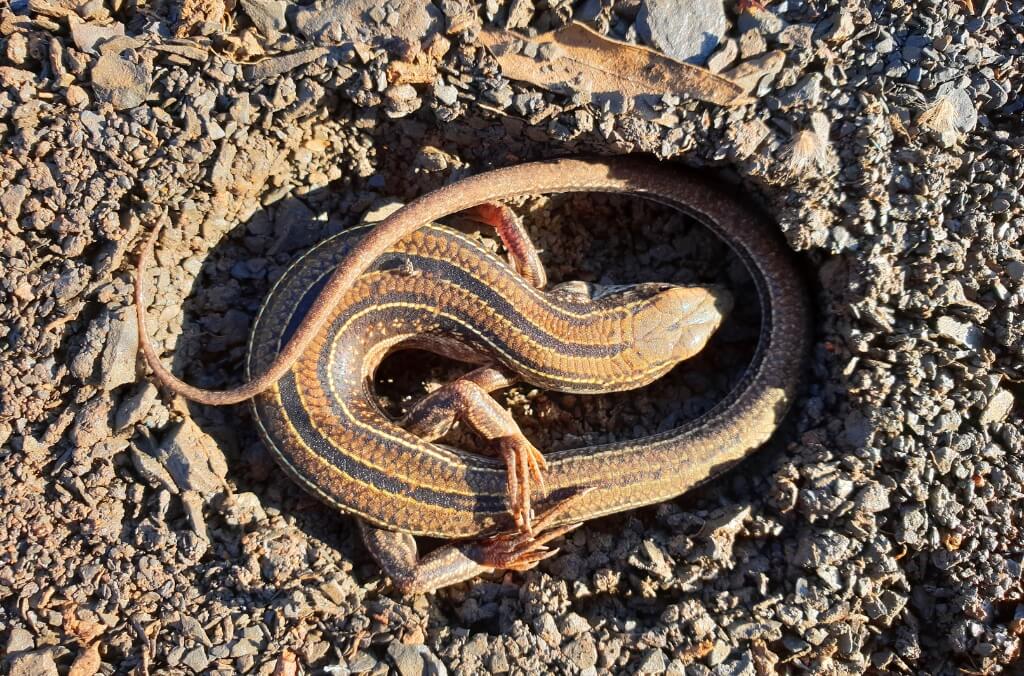 A striped lizard curled in a circular shape on a rocky surface.