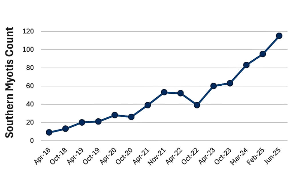 A line graph showing the count of Southern Myotis bats from April 2018 to June 2025.
