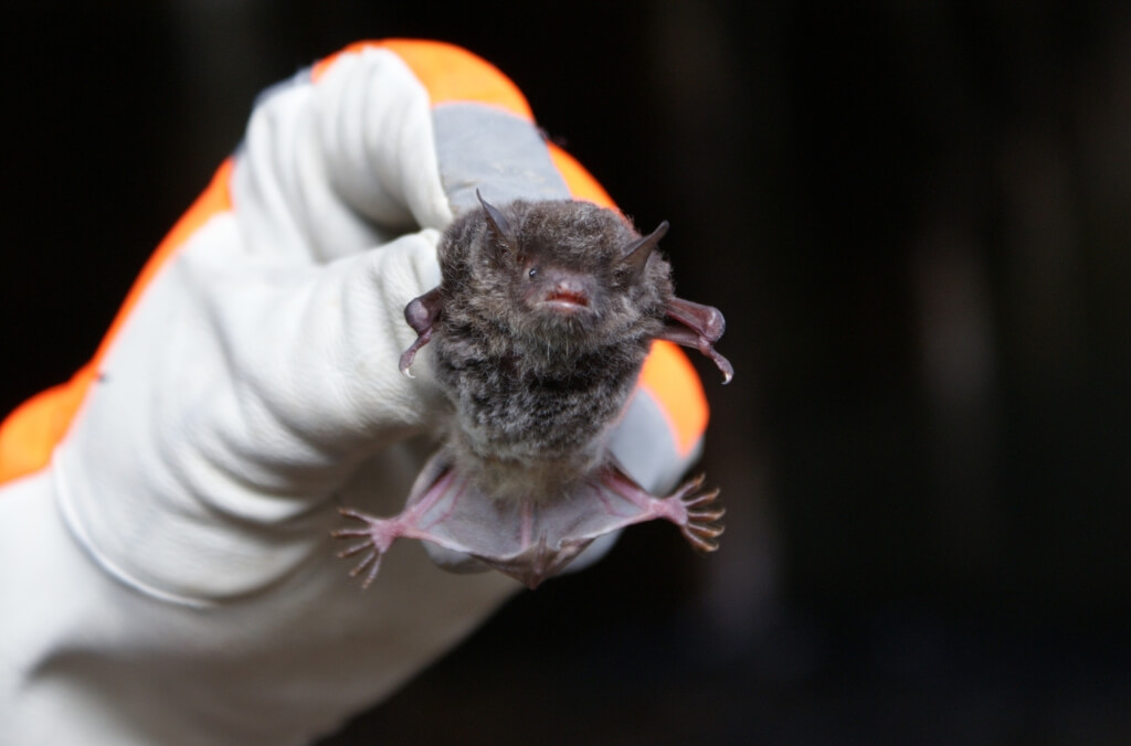 A person wearing a white glove with orange accents holds a small bat by its wings.