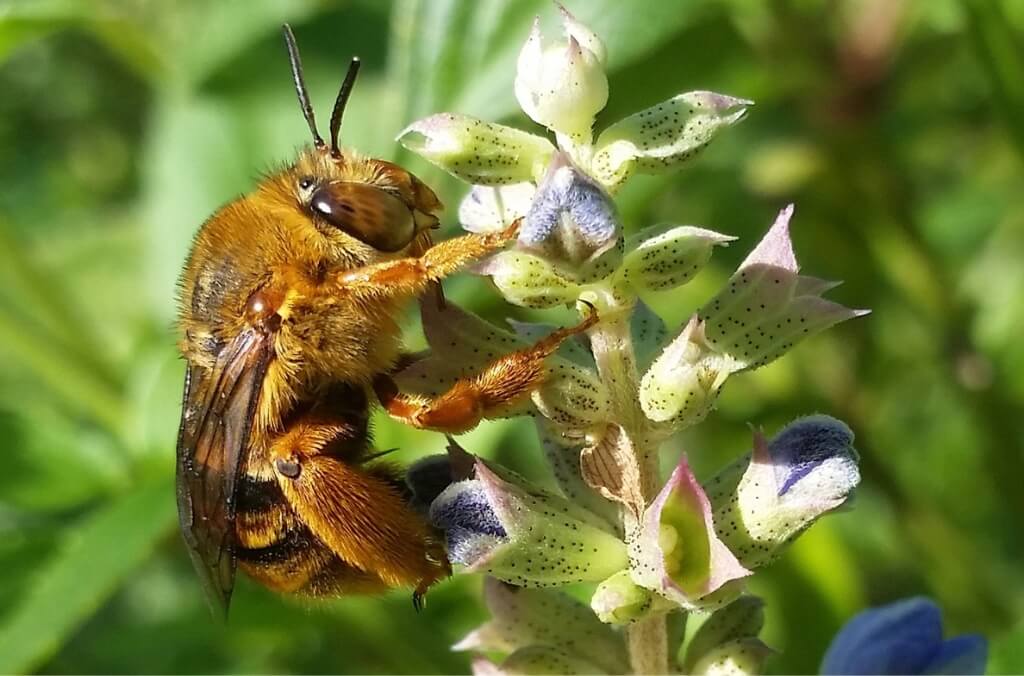 A close-up of a large golden-orange bee clinging to a flower spike with pale green buds tipped in purple.