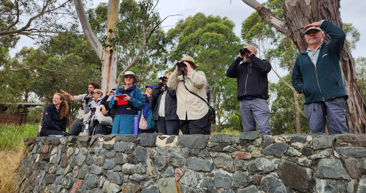 A group of people standing and sitting on a stone wall outdoors, using binoculars and cameras to observe wildlife among tall trees.