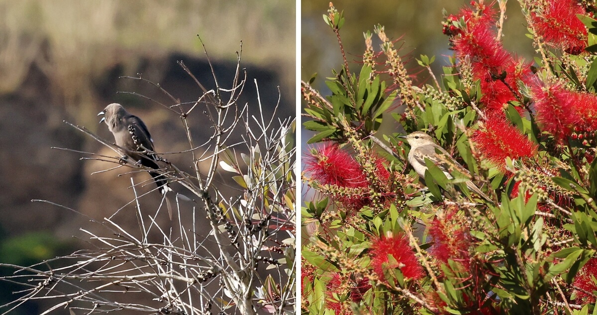 Two small birds are perched on branches, one on a bare shrub and the other among vibrant red bottlebrush flowers.