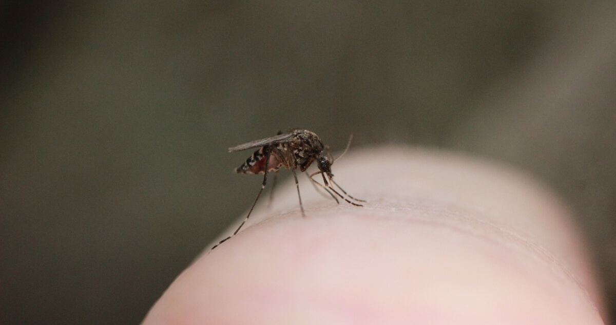 Mosquito on a human finger.