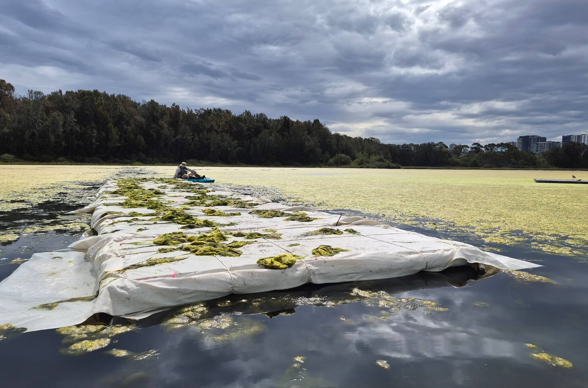 Floating artificial island being positioned in the Waterbird Refuge, surrounded by wetland vegetation and algal-covered water beneath a dramatic cloudy sky.