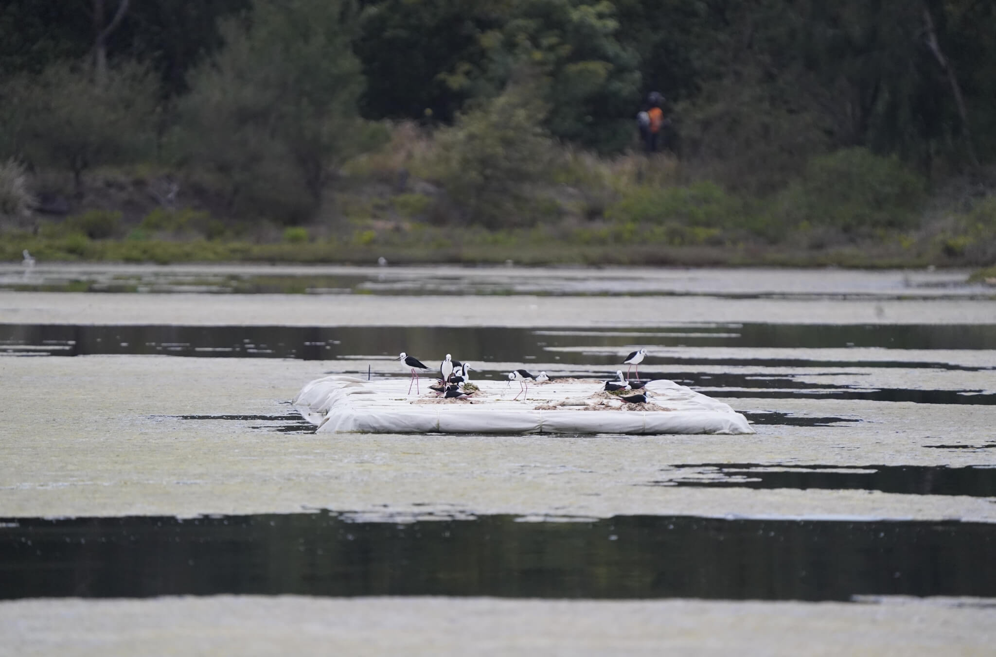 Pied Stilts nesting on a floating island in the centre of the Waterbird Refuge, surrounded by open water and wetland vegetation.