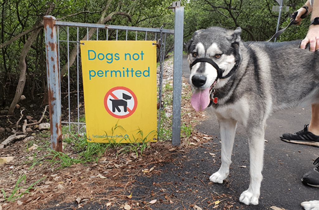 A grey and white dog on leash next to a sign displaying "Dogs not permitted" with a prohibit 🛇 symbol