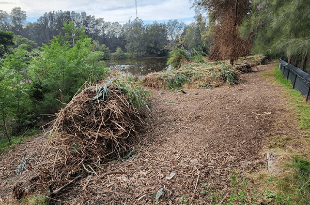 Piles of cut woody stems in a clearing