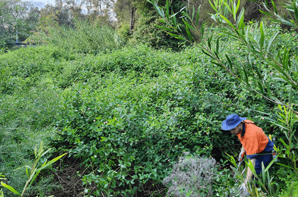 Worker dwarfed by stand of Lantana