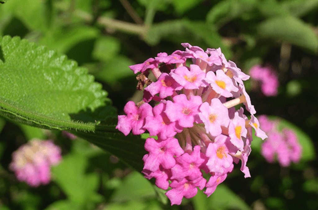 Close-up of cluster of pink Lantana flowers