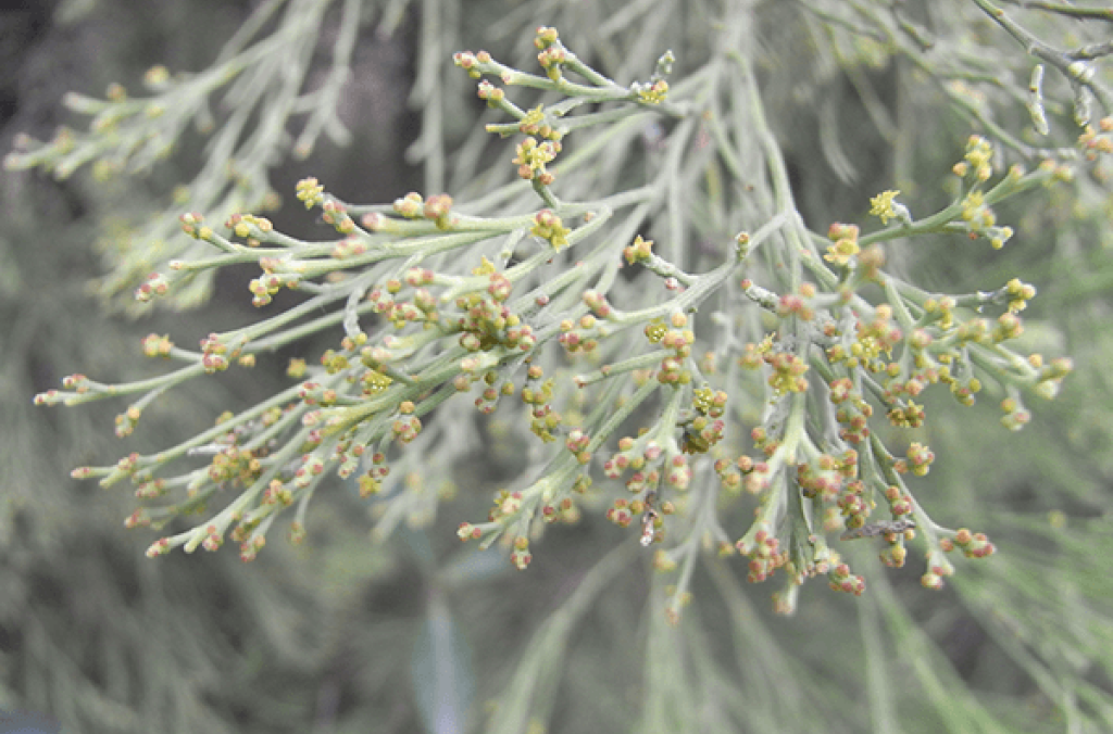Multiple tiny green flowers of the Cherry Ballart. 
