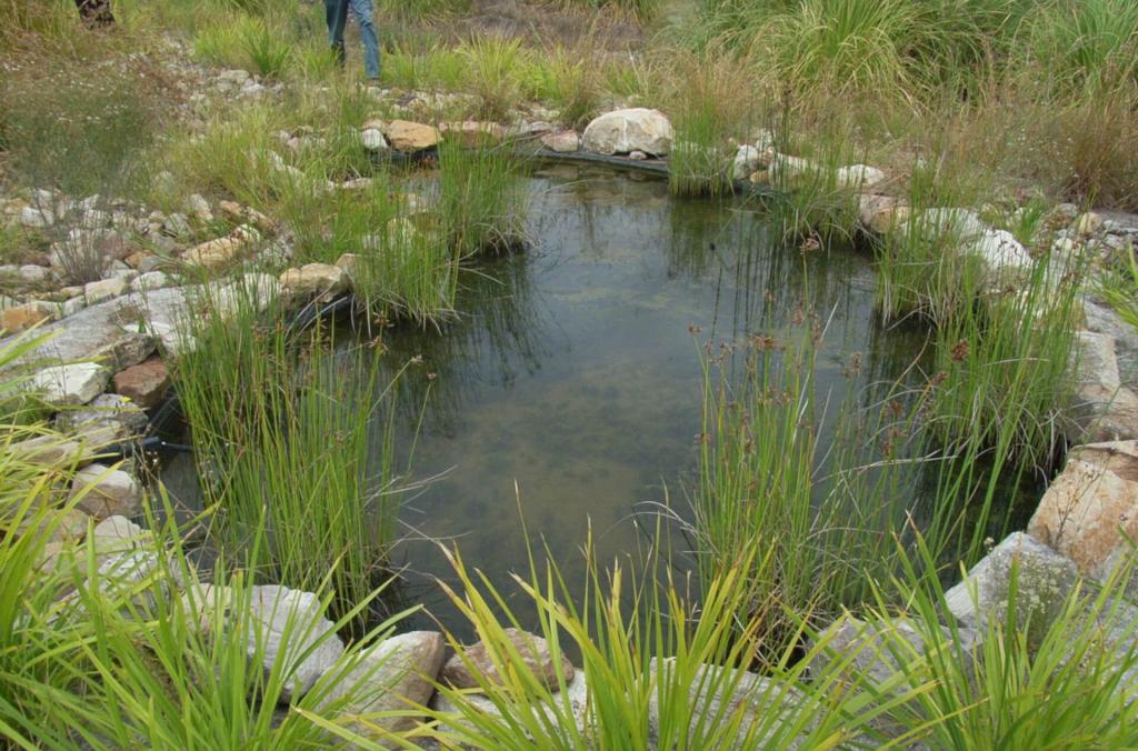 A circular pond of water surrounded by rocks and reeds.