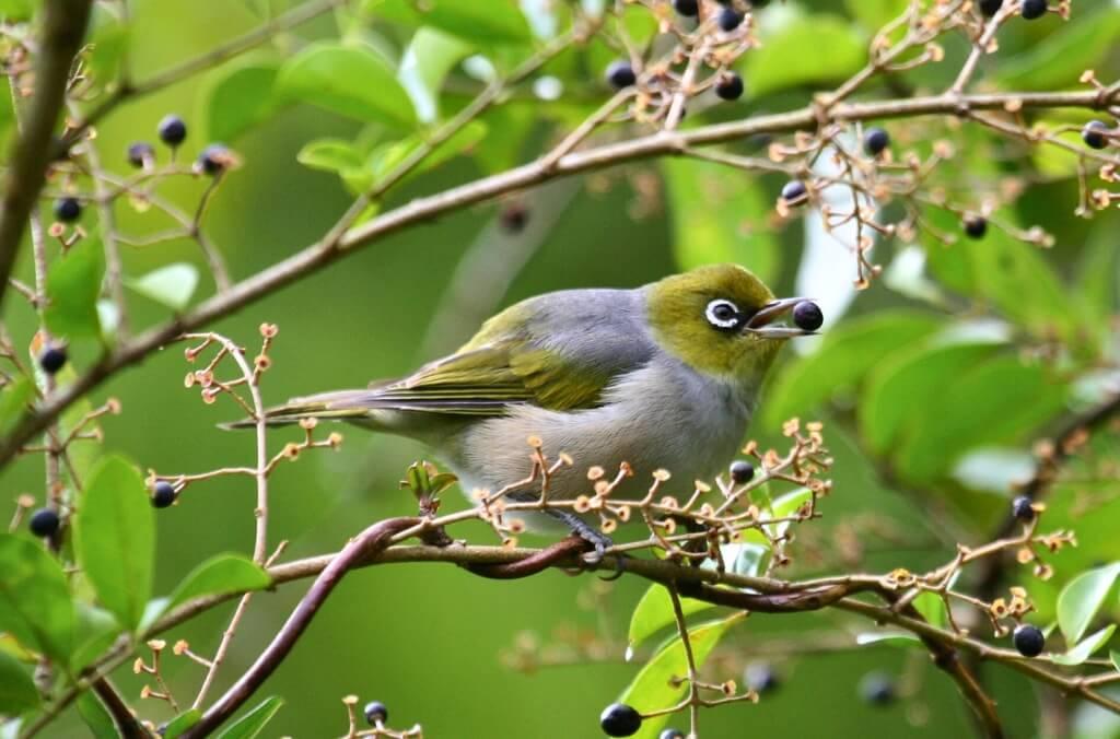 A Silvereye woodland bird 
