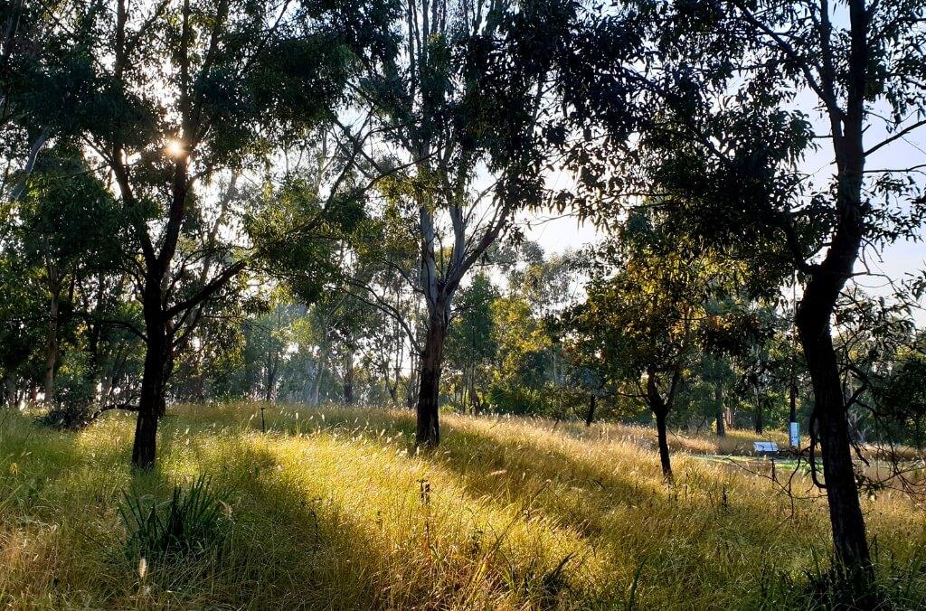 Wentworth Common at Sydney Olympic Park
