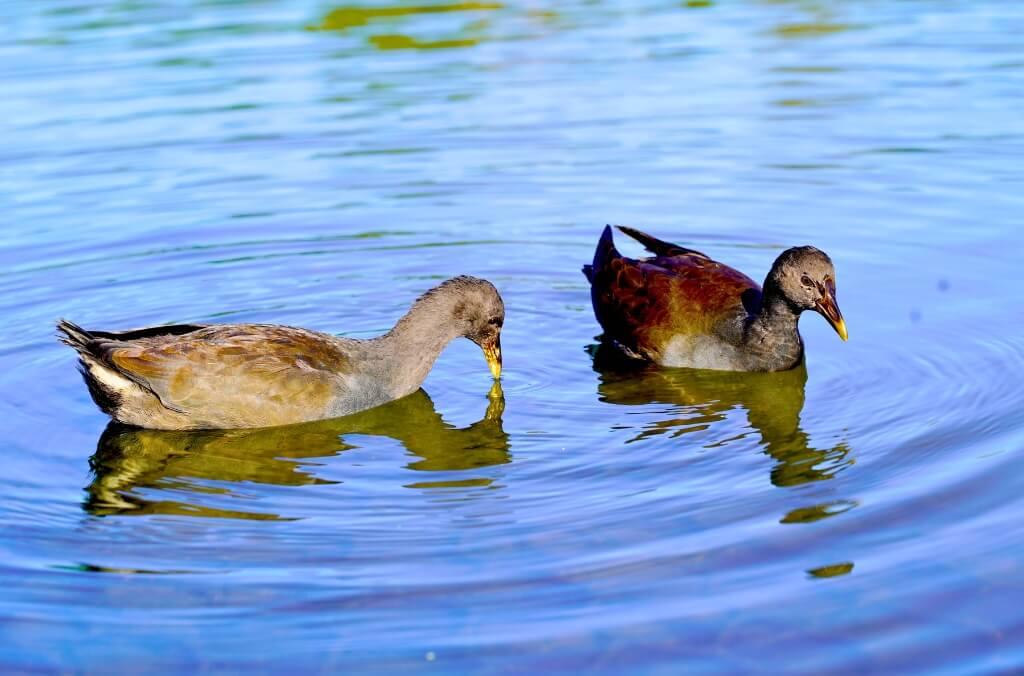 Birds in the water