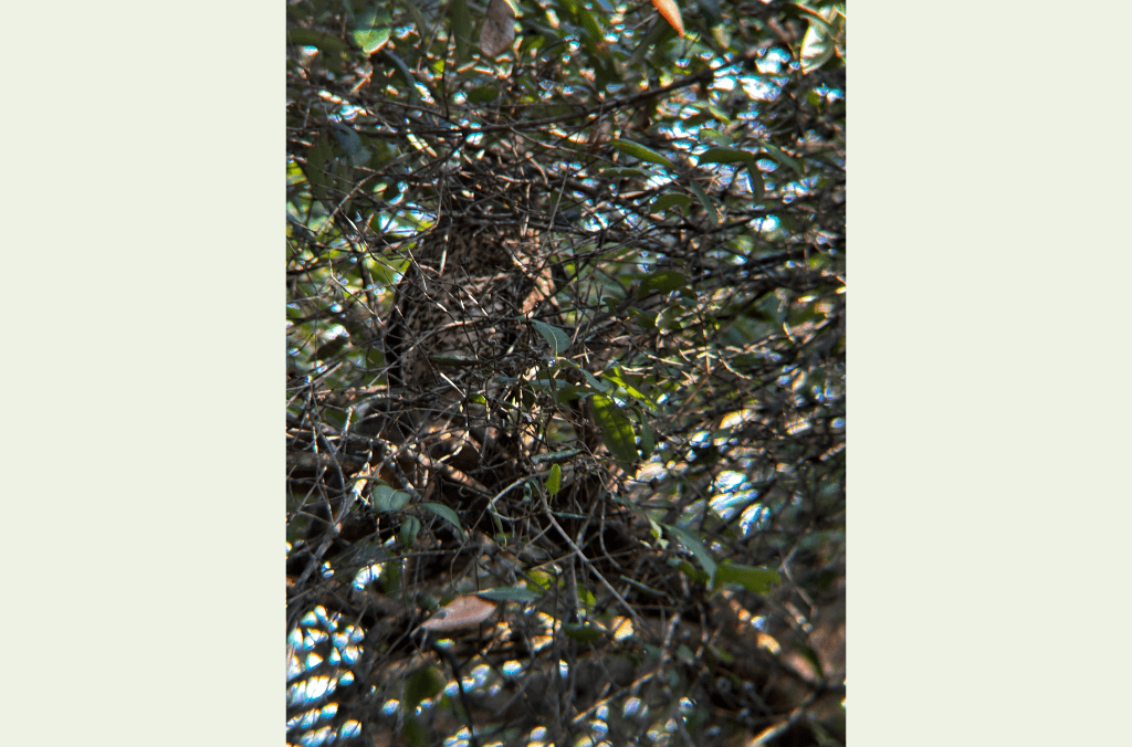 Dense brown tree branches.