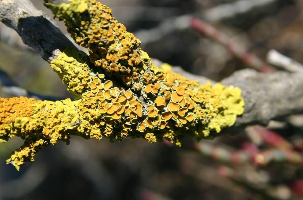 A close-up of common sunburst lichen forms bright yellow-orange clusters covering a sunlit tree branch against a softly blurred background.