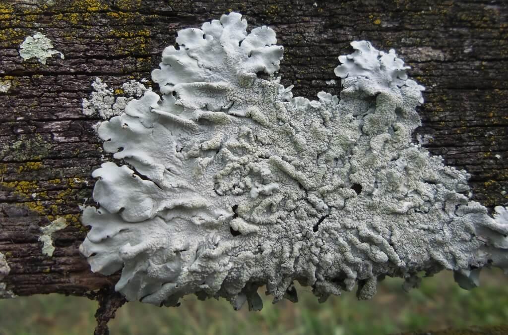 A pale grey, leafy shadow greenshield lichen spreads across the rough bark of a weathered tree branch in close-up detail.